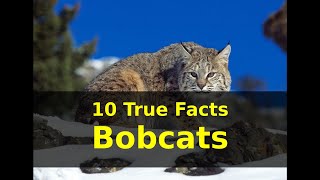 10 True Facts Bobcats [upl. by Enad]