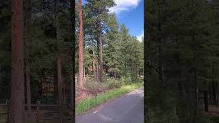 Wilderness Ponderosa Pines [upl. by Viscardi]