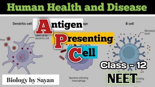 Antigen Presenting Cell APC Class12 NEET [upl. by Sasnak239]