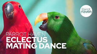 The Eclectus Parrot Mating Dance [upl. by Novit598]