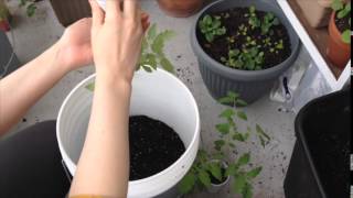 Growing Tomatoes in ShadePart Sun  Week 10 [upl. by Goda]