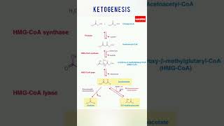 Ketogenesis  Synthasis of Ketone Bodies  Medi Queries 🎓 [upl. by Terle]