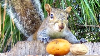 Wild Squirrel Diet Preferences [upl. by Aremus]