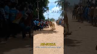 alwar plui bull erudhukattu tamilshorts cow erthukattu eruthu cricket erudukattu [upl. by Etteniotnna]