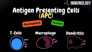 Antigen Presenting Cells Bcells Macrophage Dendritic Cell  Immunology [upl. by Anaeli]