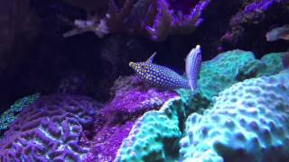 orange spotted filefish spawning [upl. by Erbua]