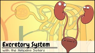 Excretory System and the Nephron [upl. by Ahtael]