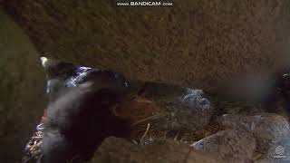 2018 07 02 Puffin  Little Puffling gets a huge fish [upl. by Sladen]