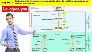 La glycolyse 2bac option francais شرح بالداريجة [upl. by Cammy397]