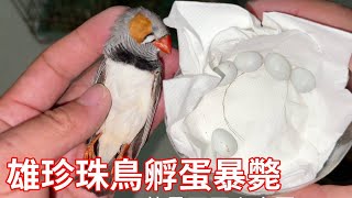 雄珍珠鳥加班孵蛋導致暴斃，雌鳥著急向小夥求救，最後只能轉為人工孵蛋【蒙面鳥哥】 [upl. by Abott]