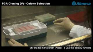 PCR Cloning V  Colony Selection [upl. by Yrad760]