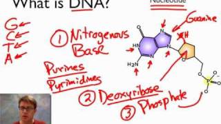 What is DNA [upl. by Mason]