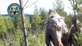 Moose Attacks Are Increasing [upl. by Tatianna]