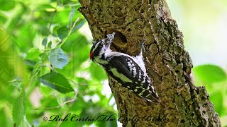 Dryobates pubescens DOWNY WOODPECKERS bring food to nest 9087639 [upl. by Cahra]