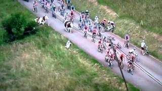 Dauphine cyclist crash with cow [upl. by Rafat]