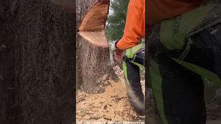 Tree cutting trick used abroad ytshortsvideo [upl. by Nyrac481]