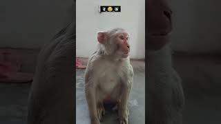 Monkey class rell video comedy [upl. by Inoy156]