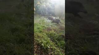 Chasse en Action  Chiens Contre Sangliers Sauvages chasse hunting chasseur huntingdog hunters [upl. by Sivrad126]