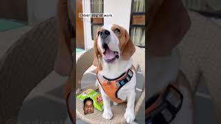 Mora man karta hai comedy funny doglover hasbandwaifecomadysorts funnycomedy motivation [upl. by Jared]