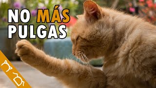 Cómo ELIMINAR Las PULGAS De Mi GATO En Casa  3 Formas De Quitar Y Acabar Con Las Pulgas [upl. by Reames]