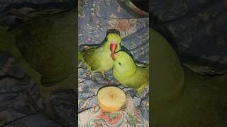 Parrot love takingparrot parrotspeak parrotparrot birdsshortvideo youtubeshorts viralvideo [upl. by Yetty]