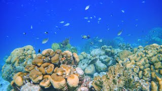 Bonaire  Snorkeling [upl. by Eirised]