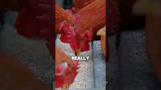 My Chicken Likes Meat More than Grains drberg youtubeshorts farming [upl. by Silohcin]