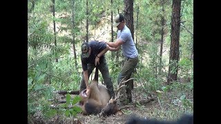 Quartering and field dressing an elk FAST  Fred Eichler [upl. by Harty]