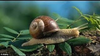 The Experts Guide to Finding Snails [upl. by Evan278]