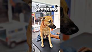 Street Dog 🐕 Grooming pets pet [upl. by Clay]