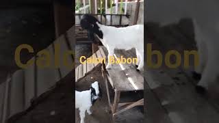 Kecantikan Postur Long dalam Dunia Babon Kambing ternak ternakdomba goat peternakandomba [upl. by Brice]