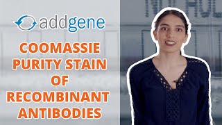 Coomassie Purity Staining of Recombinant Antibodies  Addgene Protocol [upl. by Edmee]