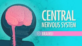 Central Nervous System Crash Course Anatomy amp Physiology 11 [upl. by Annait]