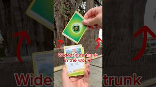 What happens when we open a Pokemon Pack in front of the widest tree trunk in the world pokemon [upl. by Bencion762]