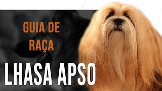 LHASA APSO  Tudo sobre a raça [upl. by Schaeffer547]