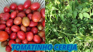 Colhendo Tomatinho Cereja [upl. by Dilaw]