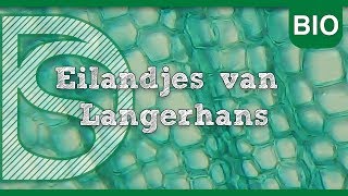 Examen biologie  Eilandjes van Langerhans Hormonale regeling [upl. by Ruperta]