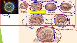 EMBRIOLOGÍA ANIMAL [upl. by Tihor]