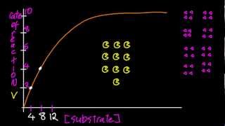 B7 Determine Vmax and Michaelis constant Km by graphical means and explain HL IB Chemistry [upl. by Keane]