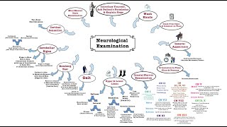 Neurological Examination  OSCE [upl. by Vergos]