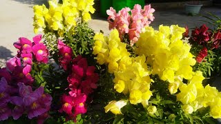 How to grow amp care Dog Flower Antirrhinum Snap dragon Plant इस तरह से करें dog🐕 Flower की देखभाल [upl. by Brenk]