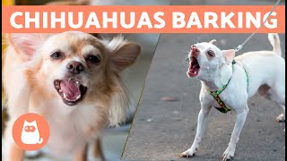 CHIHUAHUAS BARKING COMPILATION 🐶🔊 Angry Happy and Crying Chihuahuas [upl. by Uella]