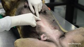 SpayNeuter Surgery Incision Placement [upl. by Eyeleen749]