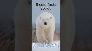 5 Cold Facts About Polar Bears [upl. by Fischer616]