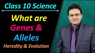 What are Genes and Alleles Class 10 Science Ch 9 Heredity and Evolution [upl. by Suivatram]