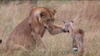 Lioness adopts a baby antelope [upl. by Aianat]