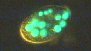 Ciliates eating fluorescent bacteria [upl. by Mayne147]