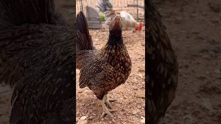 ASMR Free range chickens [upl. by Aitahs]