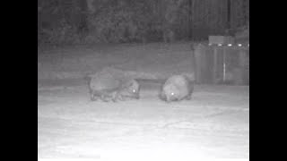 Hedgehog male learns a lesson Call the teacher Buffalo [upl. by Cuthbertson]