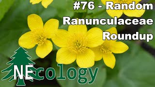 NEcology 76  A Random Ranunculaceae Roundup [upl. by Portwine884]